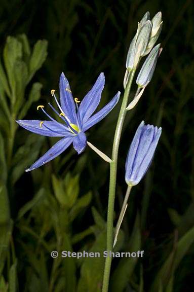 camassia leichtlinii ssp suksdorfii 3 graphic